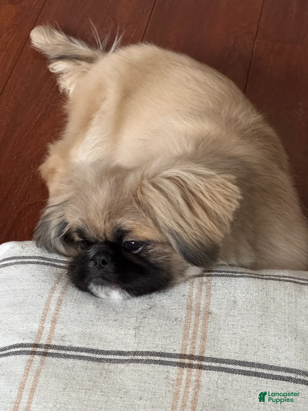 Pekingese dogs for sale: Breezy - Ad 2