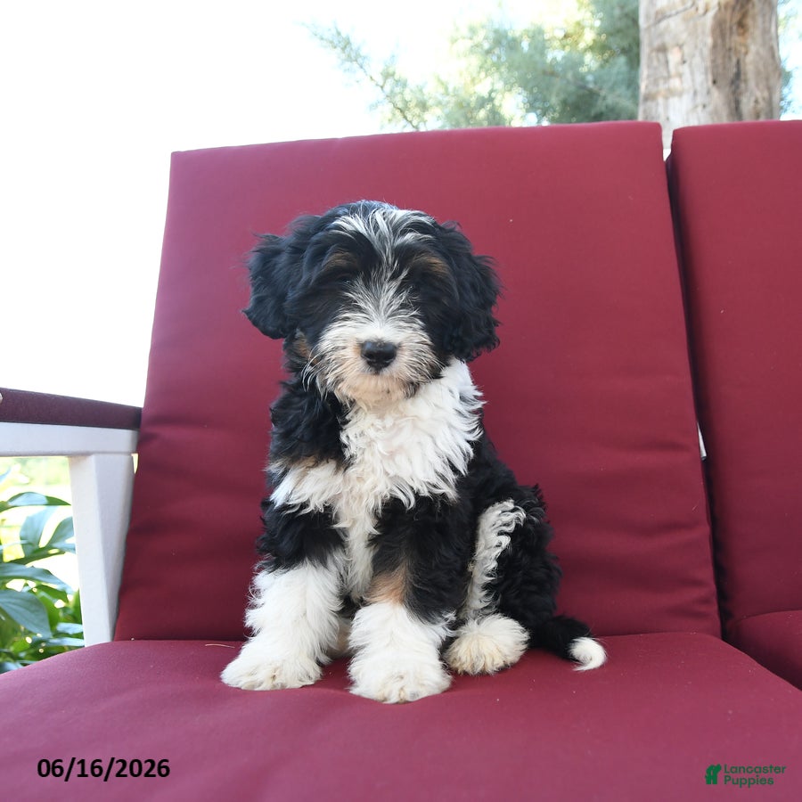 Mixed Breed dogs Rex - Ad 1