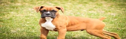 Boxer dogs for sale: Espresso - Ad 5