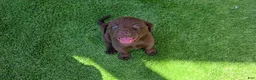 Labrador Retriever dogs for sale: Ruby - Ad 3