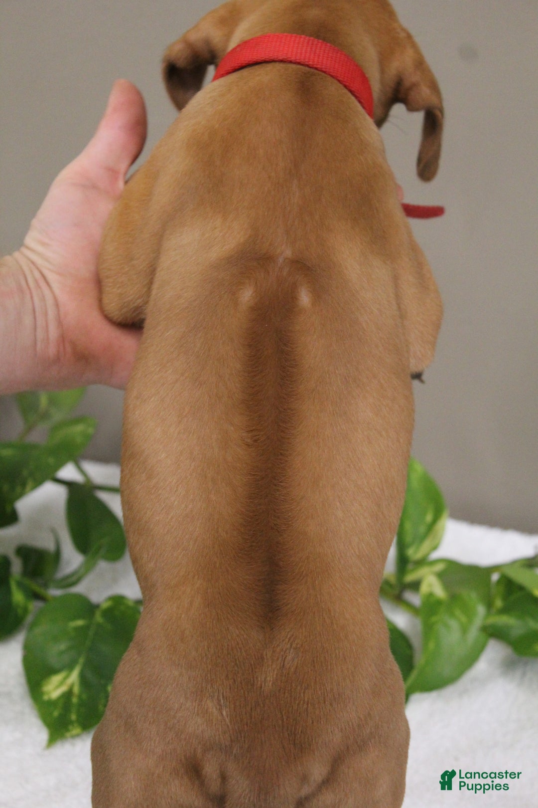 Rhodesian Ridgeback dogs for sale: Baxter - Ad 2