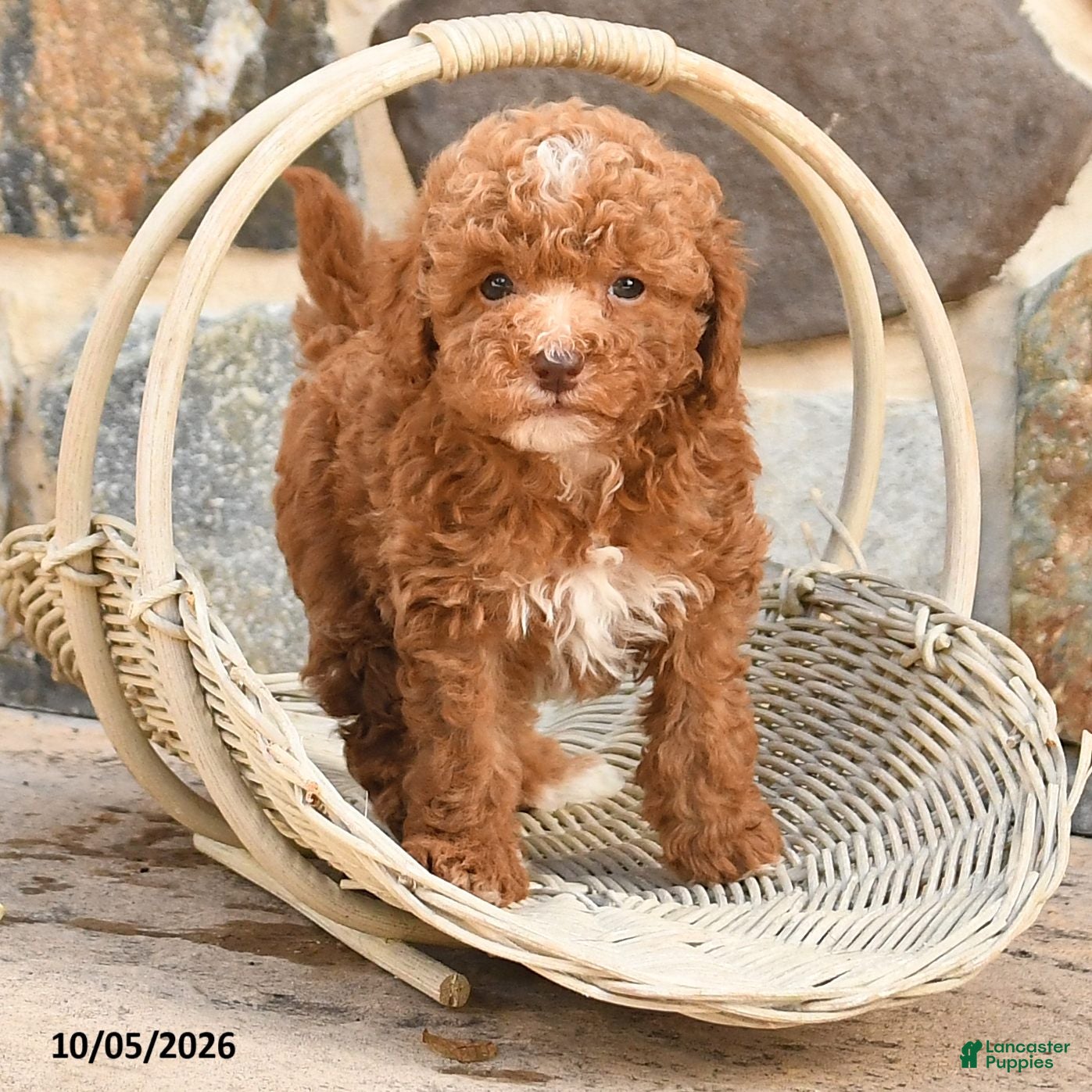 Cockapoo dogs for sale: Rocky - Ad 1
