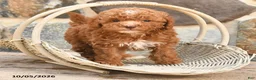 Cockapoo dogs for sale: Rocky - Ad 4