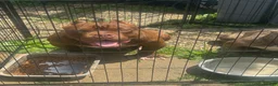 American Bully dogs for sale: Jax - Ad 4