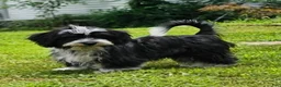 Mixed Breed dogs for sale: Schweenie Male  - Ad 1