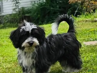 Mixed Breed dogs Schweenie Male - Ad 17