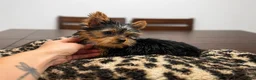 Yorkshire Terrier dogs for sale: Winnie - Ad 3