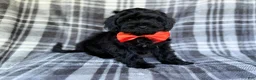 Shihpoo dogs for sale: Zander - Ad 4
