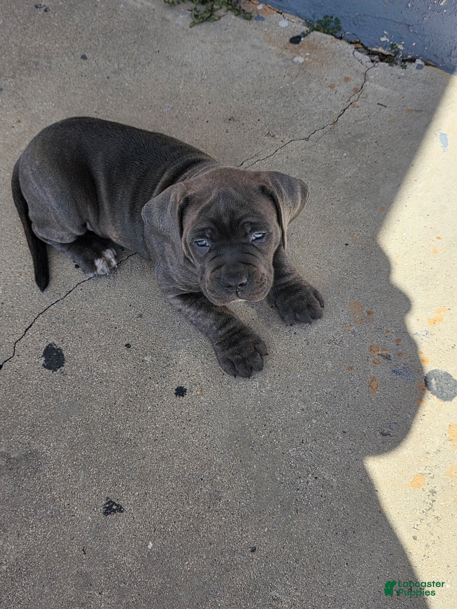 Mixed Breed dogs Mixed Breed Puppy 2 - Ad 2