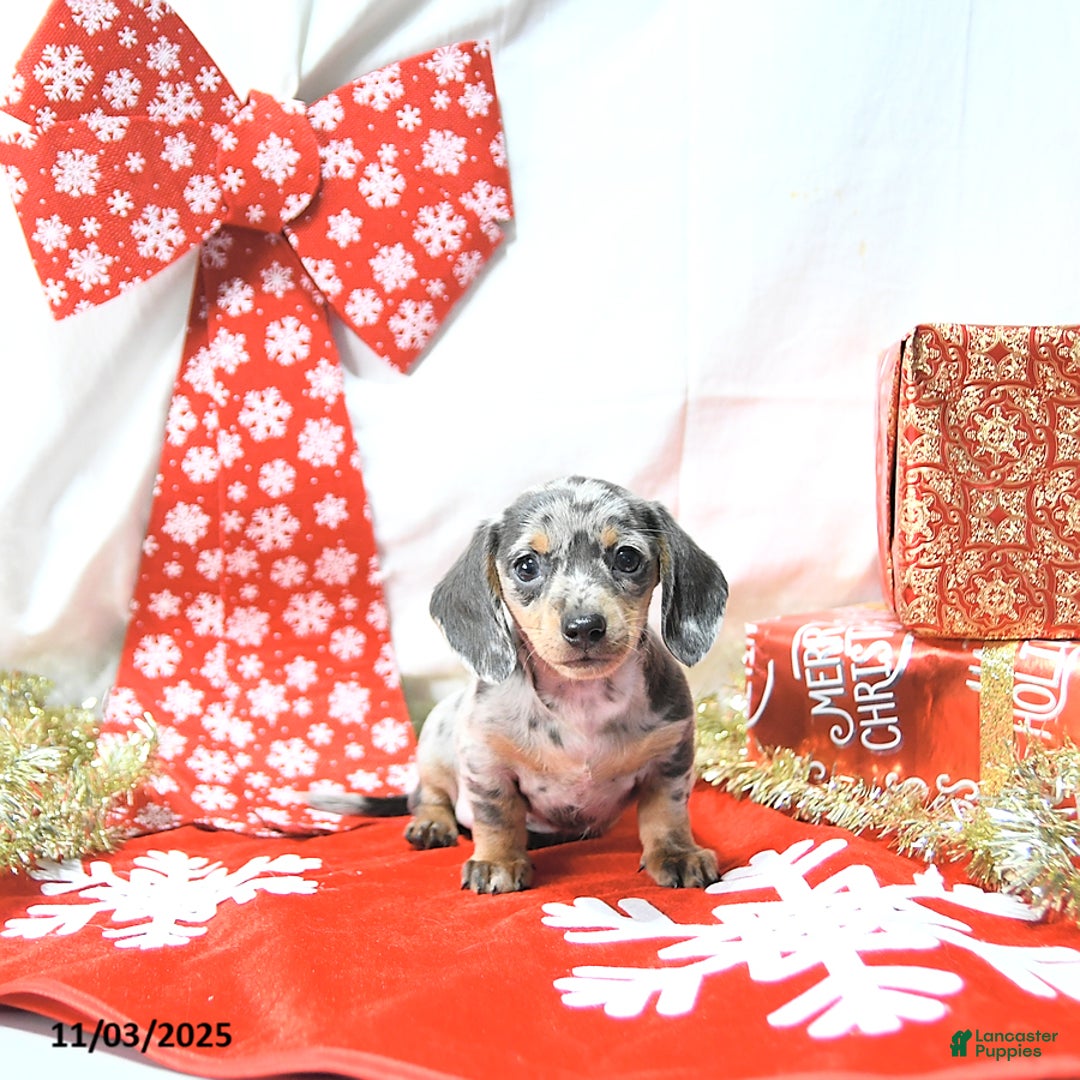 Miniature Dachshund dogs for sale: Jessa RARE COLOR - Ad 9