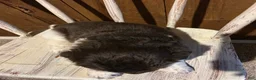 Newfoundland dogs for sale: Newfoundland 5 - Ad 2