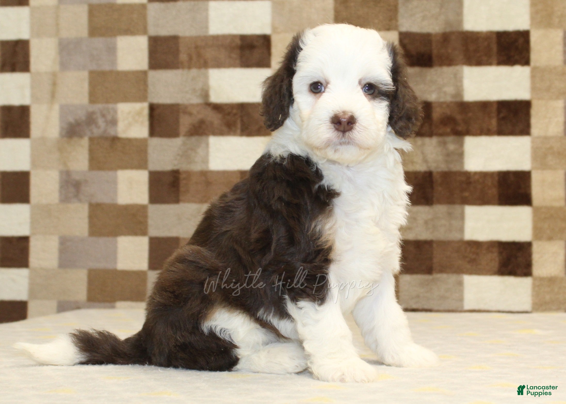 Mini Bernedoodle dogs Honey - Ad 42