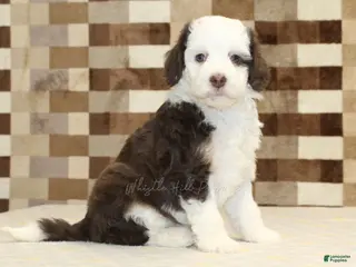 Mini Bernedoodle dogs Honey - Ad 42