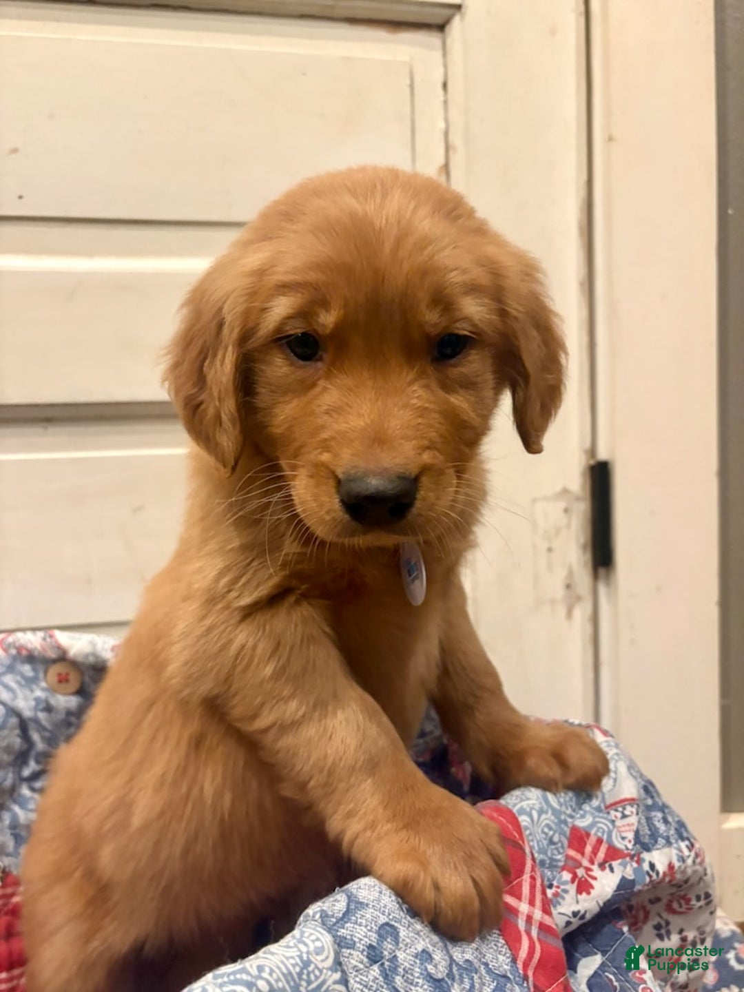 Golden Retriever dogs for sale: Hunter - Ad 3