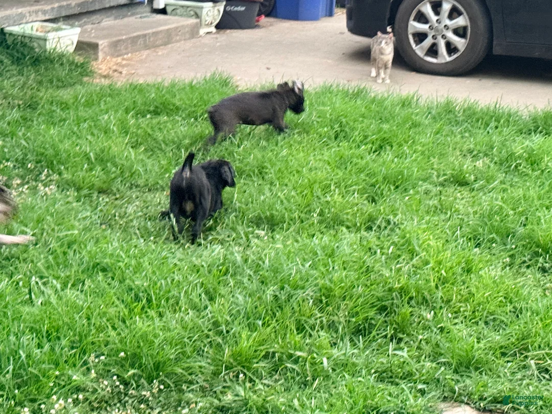 Cane Corso dogs for sale: Dean AKC green collar - Ad 37