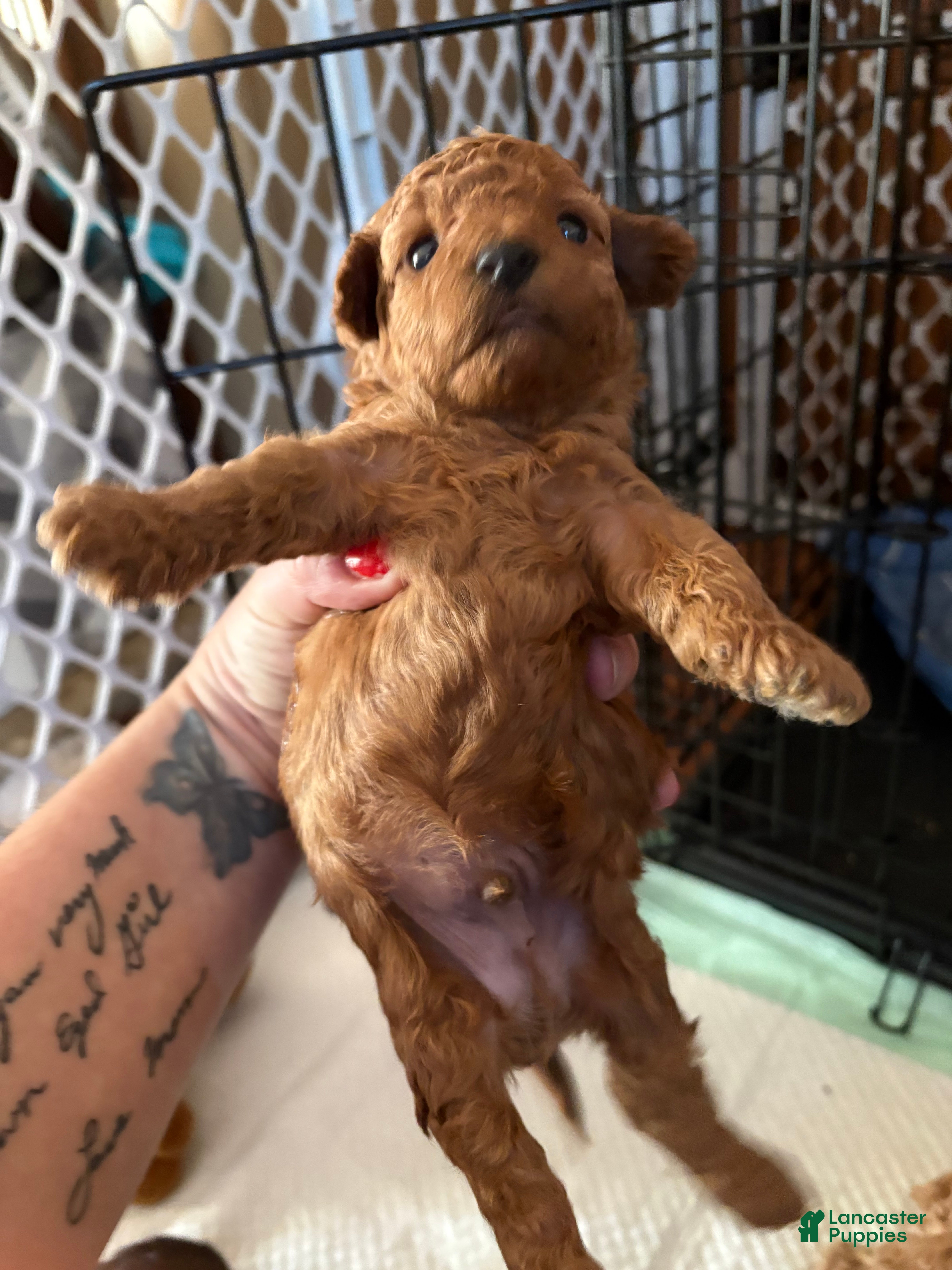 Toy Poodle dogs Toy Poodle Puppy 3 - Ad 15