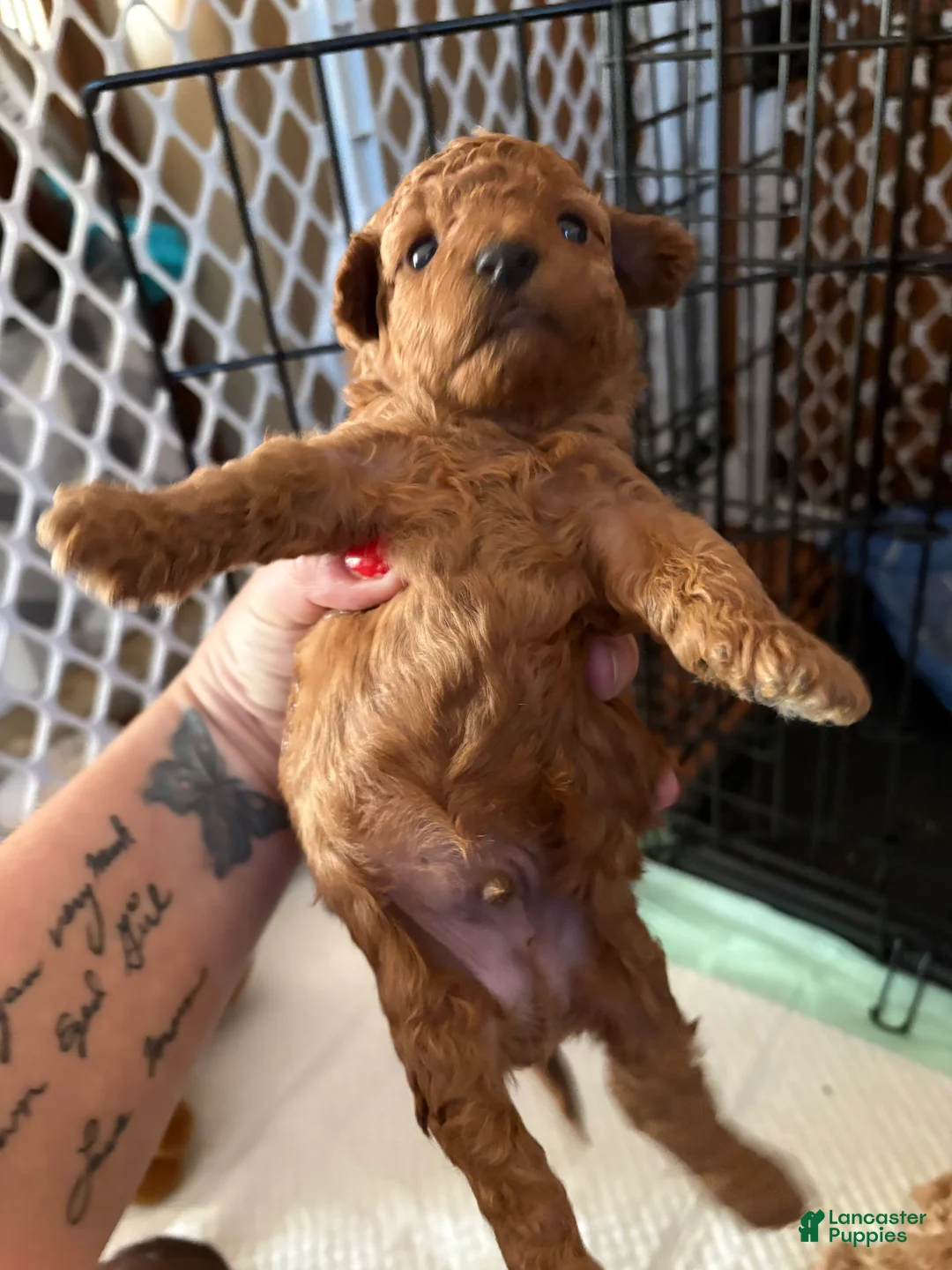 Toy Poodle dogs for sale: Toy Poodle Puppy 3 - Ad 1