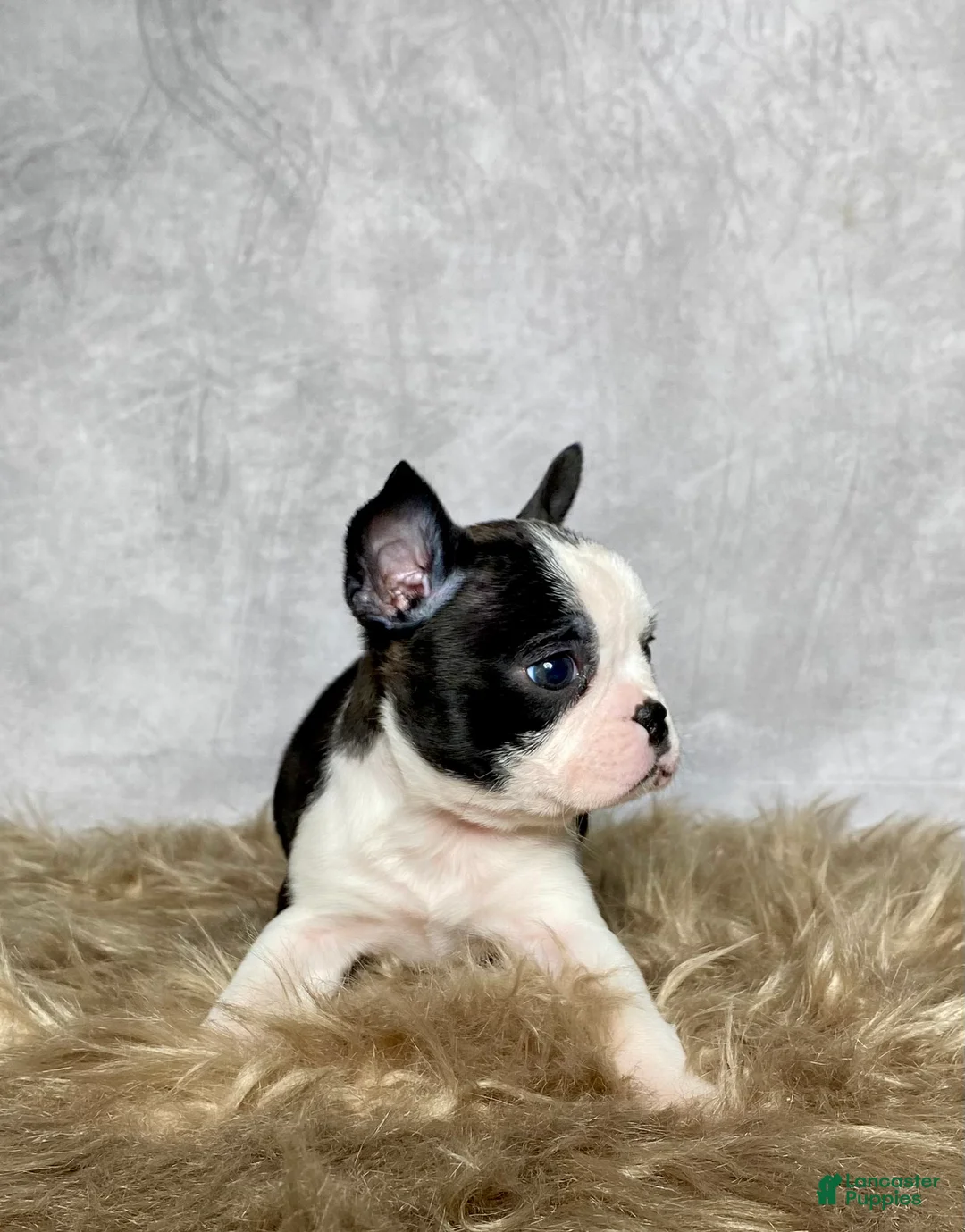 Boston Terrier dogs for sale: Daisy  - Ad 5
