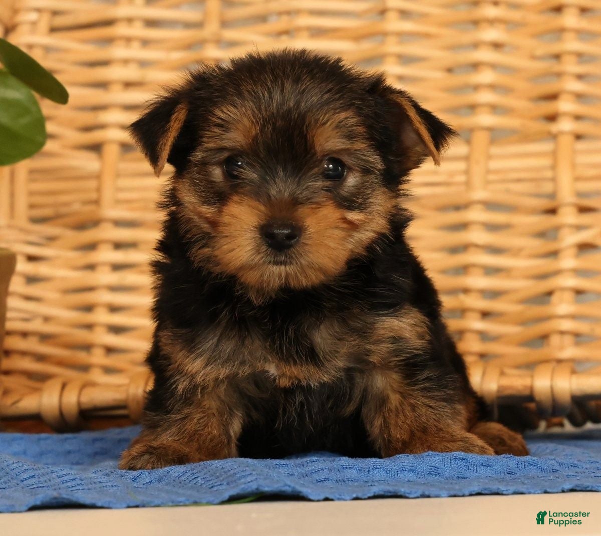 Yorkshire Terrier dogs Vinnie - Ad 1