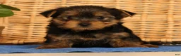 Yorkshire Terrier dogs for sale: Vinnie - Ad 1