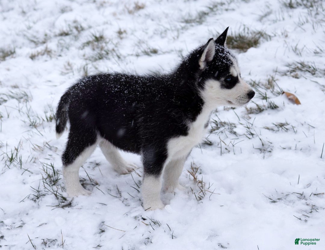 Siberian Husky dogs for sale: Chrissy - Ad 7