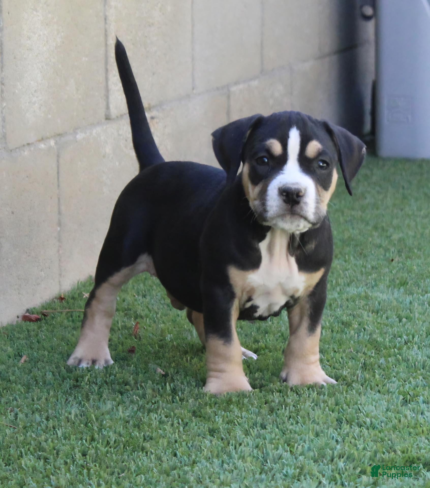 American Bully dogs American Bully 1 - Ad 29