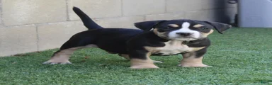 American Bully 1