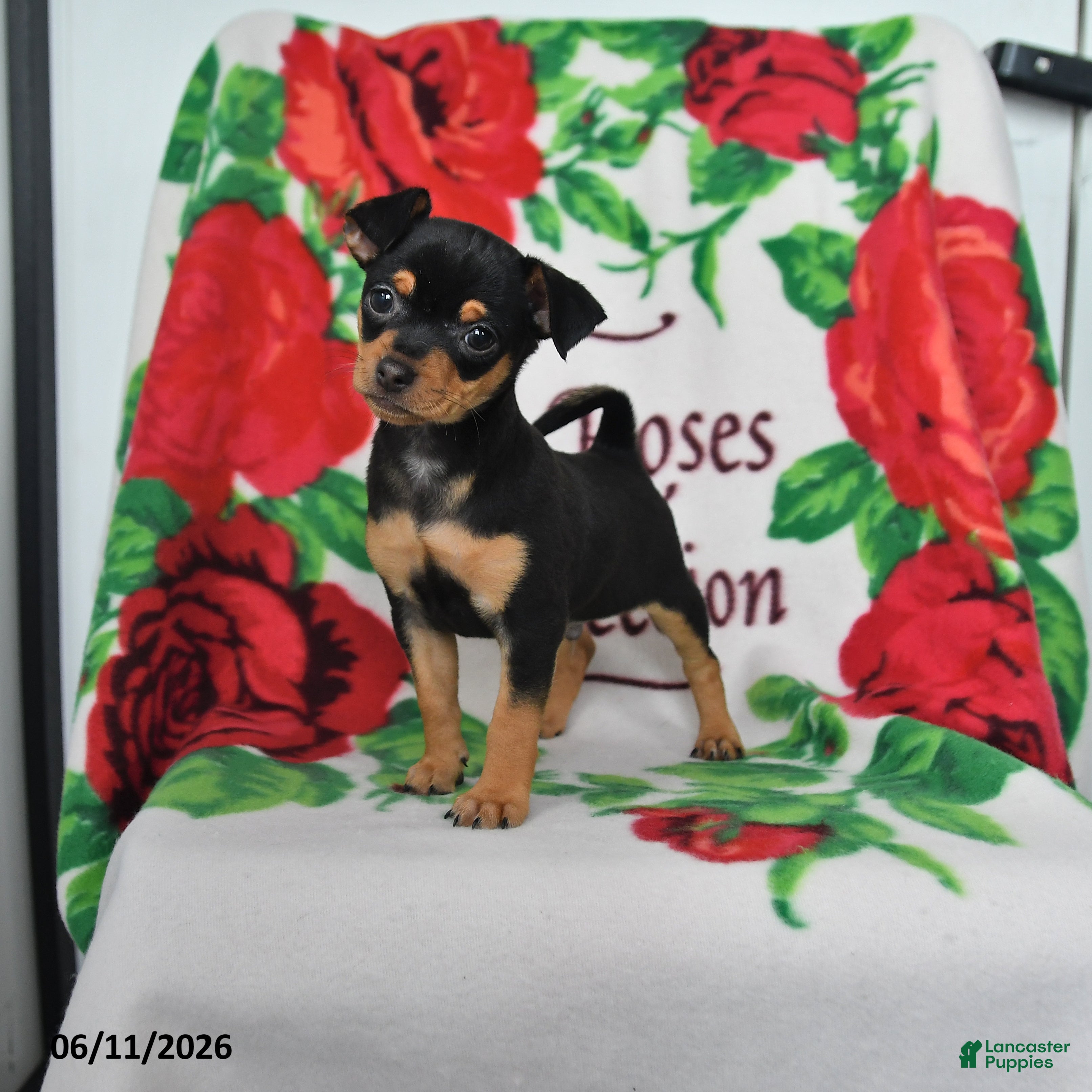 Chihuahua dogs Jasper - Ad 1