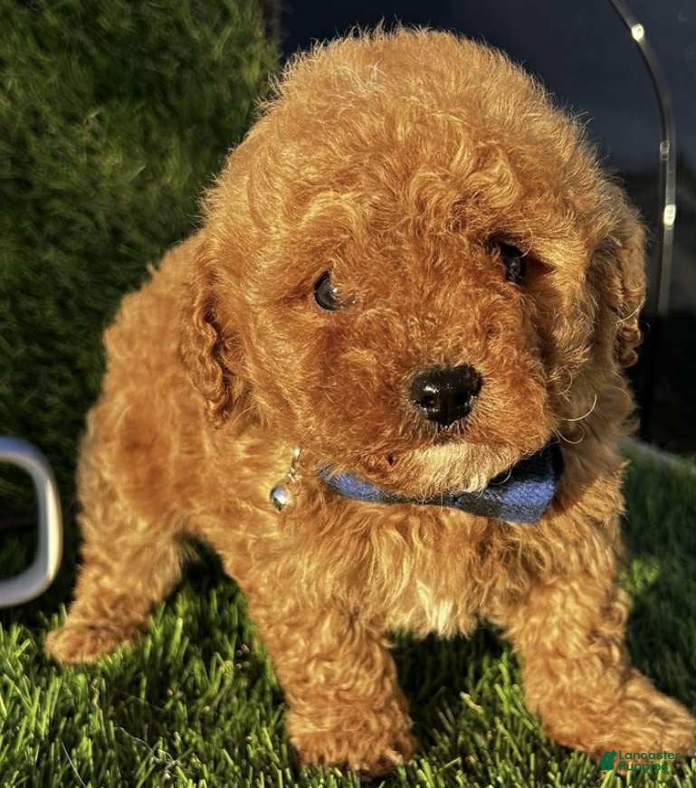 Toy Poodle dogs Dill - Ad 20