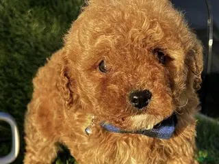 Toy Poodle dogs Dill - Ad 20
