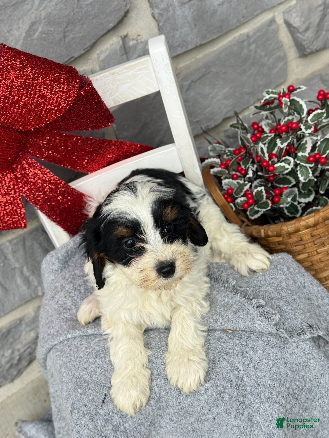 Cavapoo dogs for sale: Allie - Ad 8