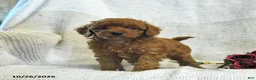Cockapoo dogs for sale: Caleb - Ad 5