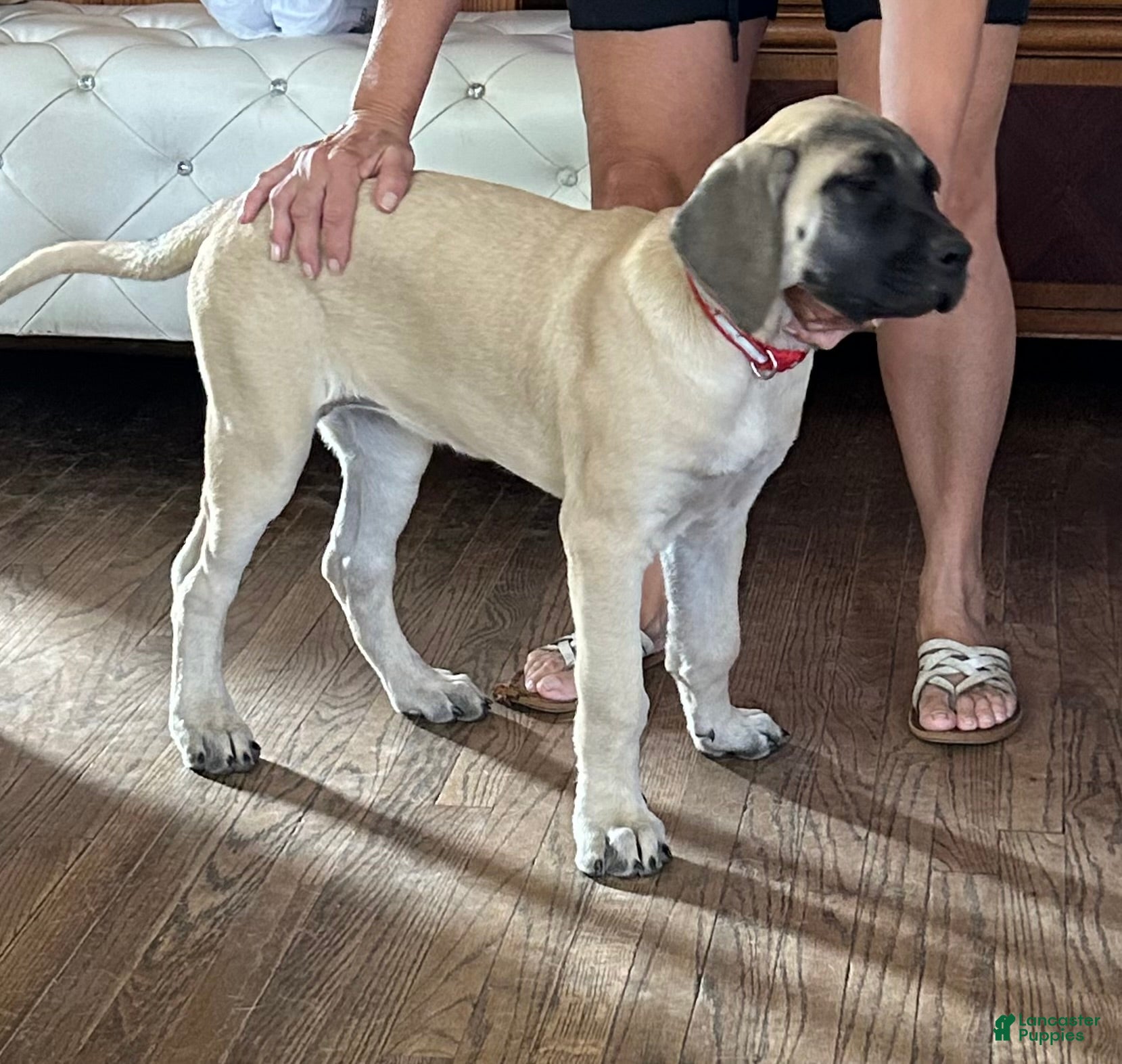 Mixed Breed dogs for sale: Cherri - Ad 1