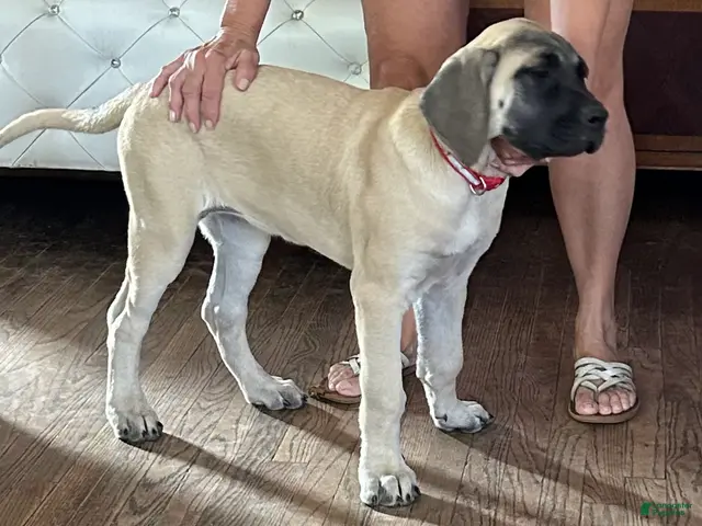 Mixed Breed dogs for sale: Cherri - Ad 1