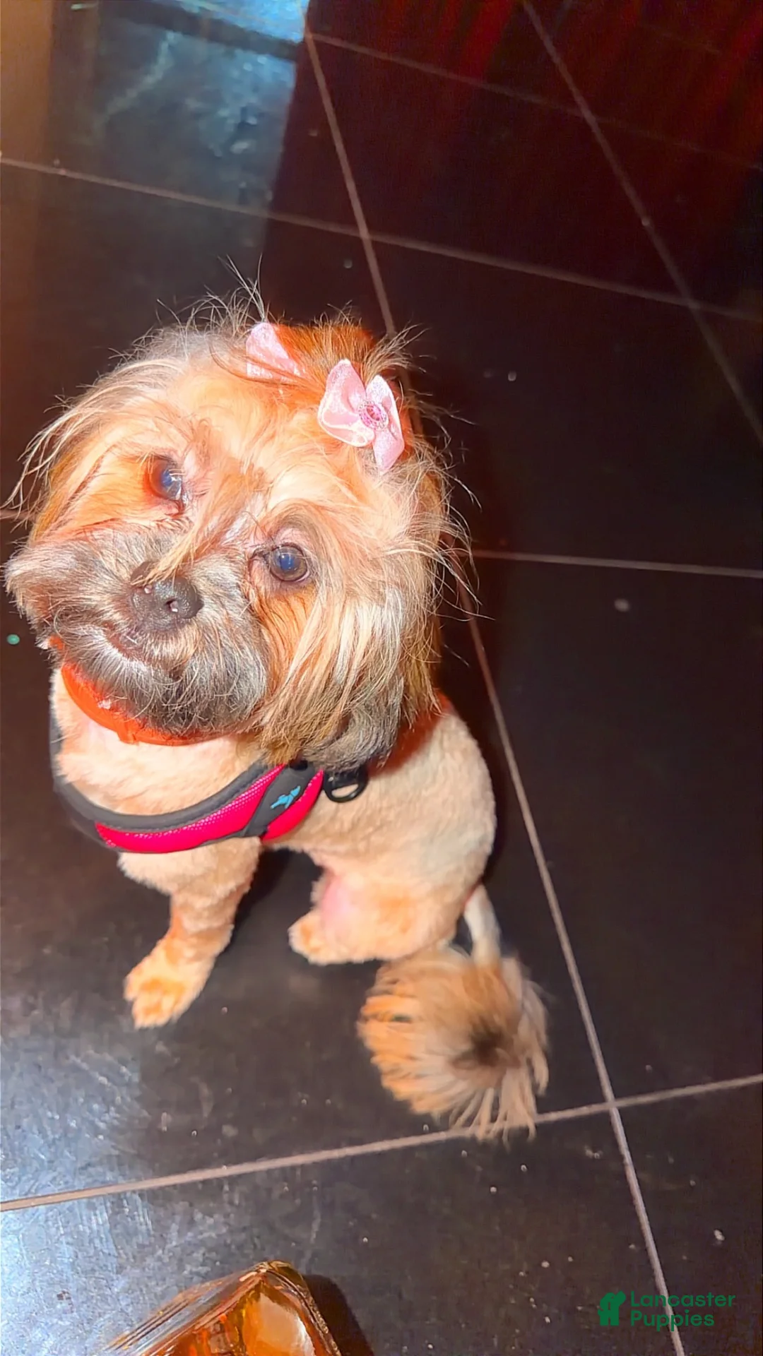 Shihpoo dogs for sale: Milano  - Ad 2