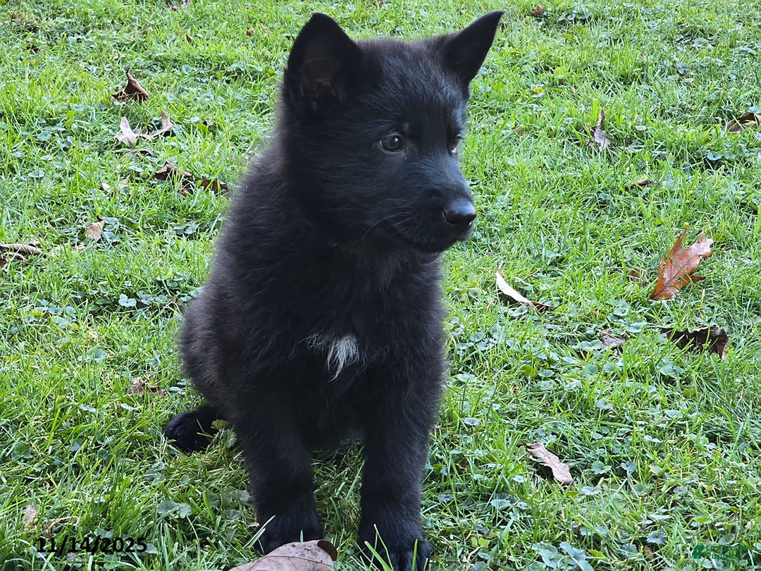 German Shepherd dogs for sale: James Bond - Ad 2