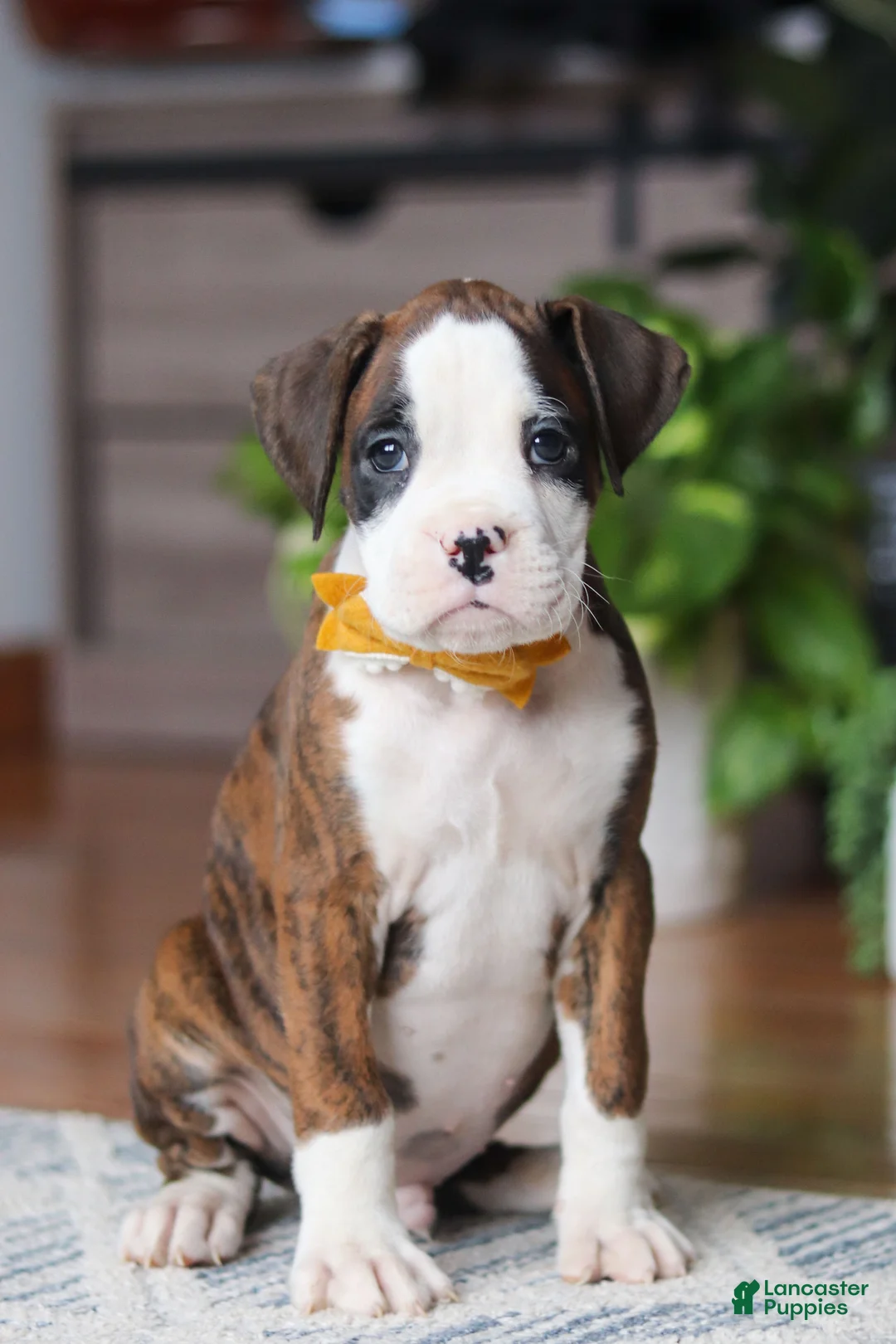 Boxer dogs for sale: Jax - Ad 6