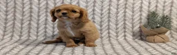 Cavalier King Charles Spaniel dogs for sale: Sienna - Ad 3