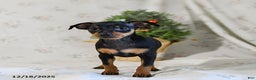 Miniature Pinscher dogs for sale: Dixie - Ad 2