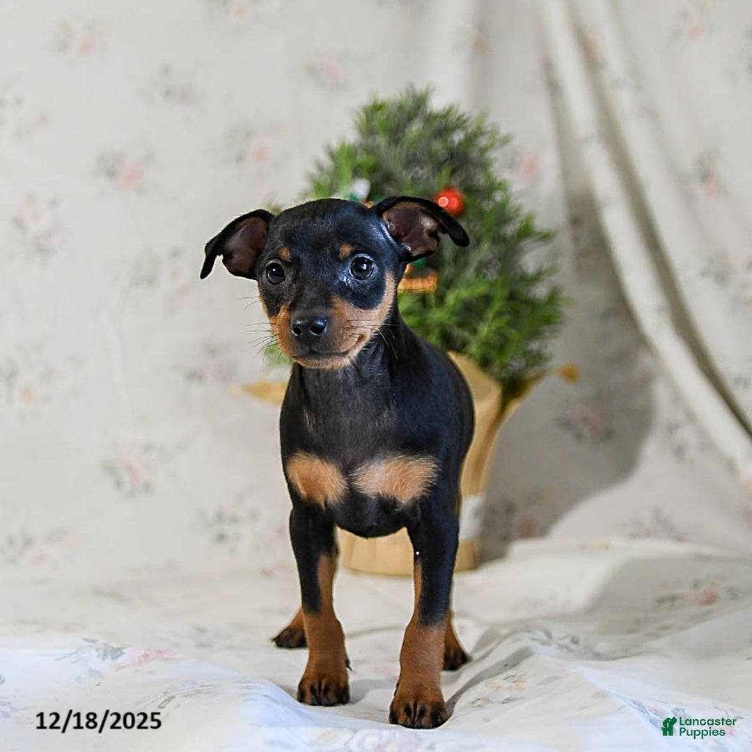Miniature Pinscher dogs for sale: Dixie - Ad 2
