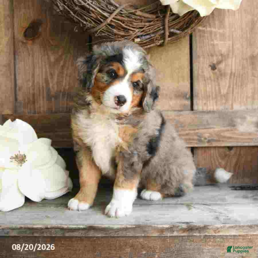 Mini Bernedoodle dogs Marley - Ad 2