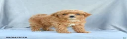 Bichpoo dogs for sale: Zoey - Ad 3