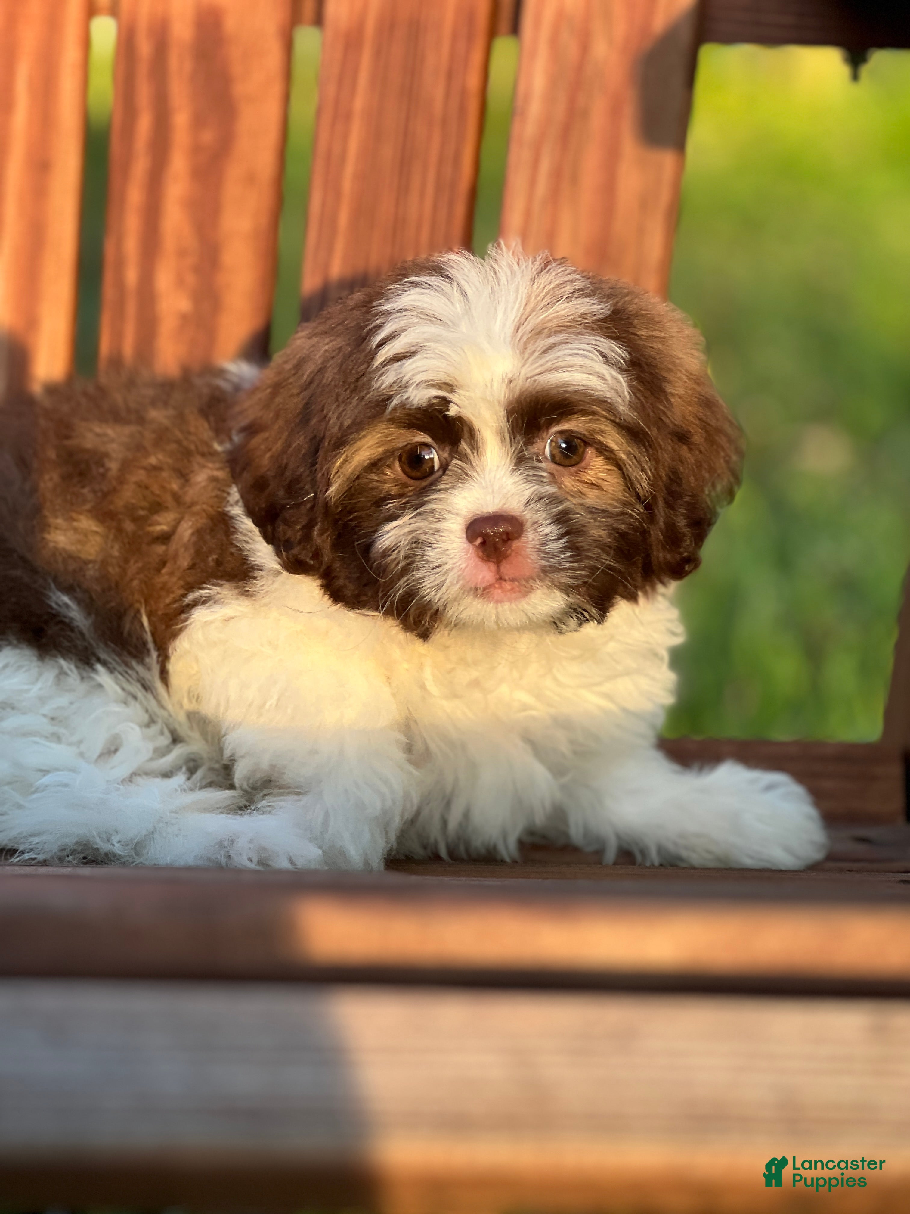 Shihpoo dogs Farrah - Ad 13