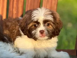 Shihpoo dogs Farrah - Ad 13