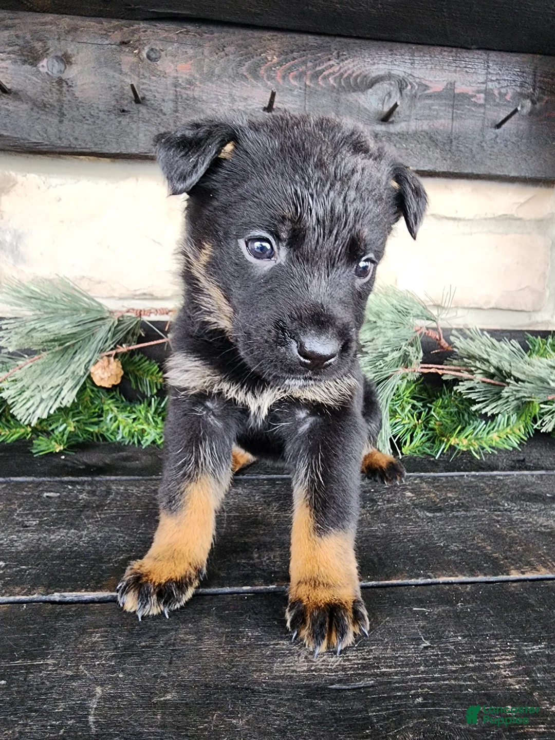 Mixed Breed dogs for sale: Rosy - Ad 4