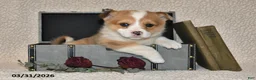 Welsh Corgi Pembroke dogs for sale: Cheri - Ad 1