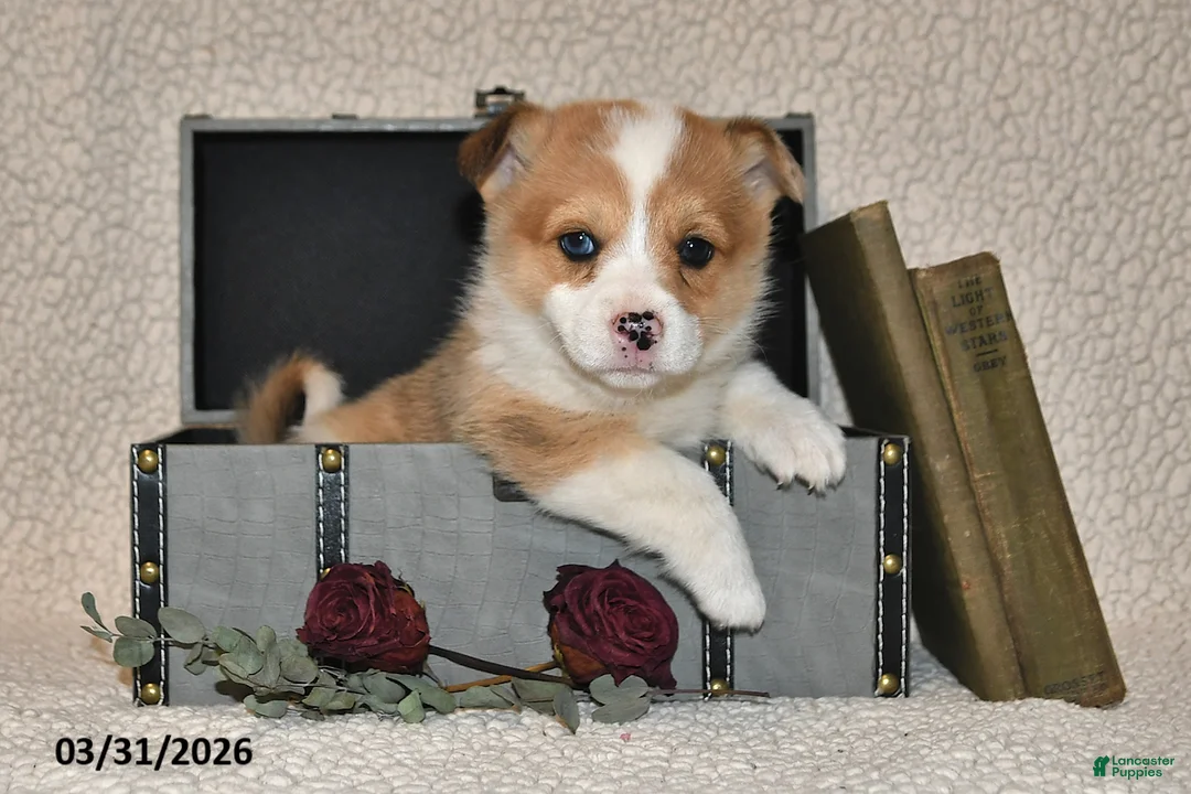 Welsh Corgi Pembroke dogs for sale: Cheri - Ad 1