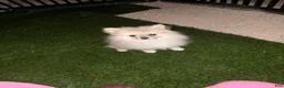 Pomeranian dogs for sale: Pomeranian Puppy 1 - Ad 1