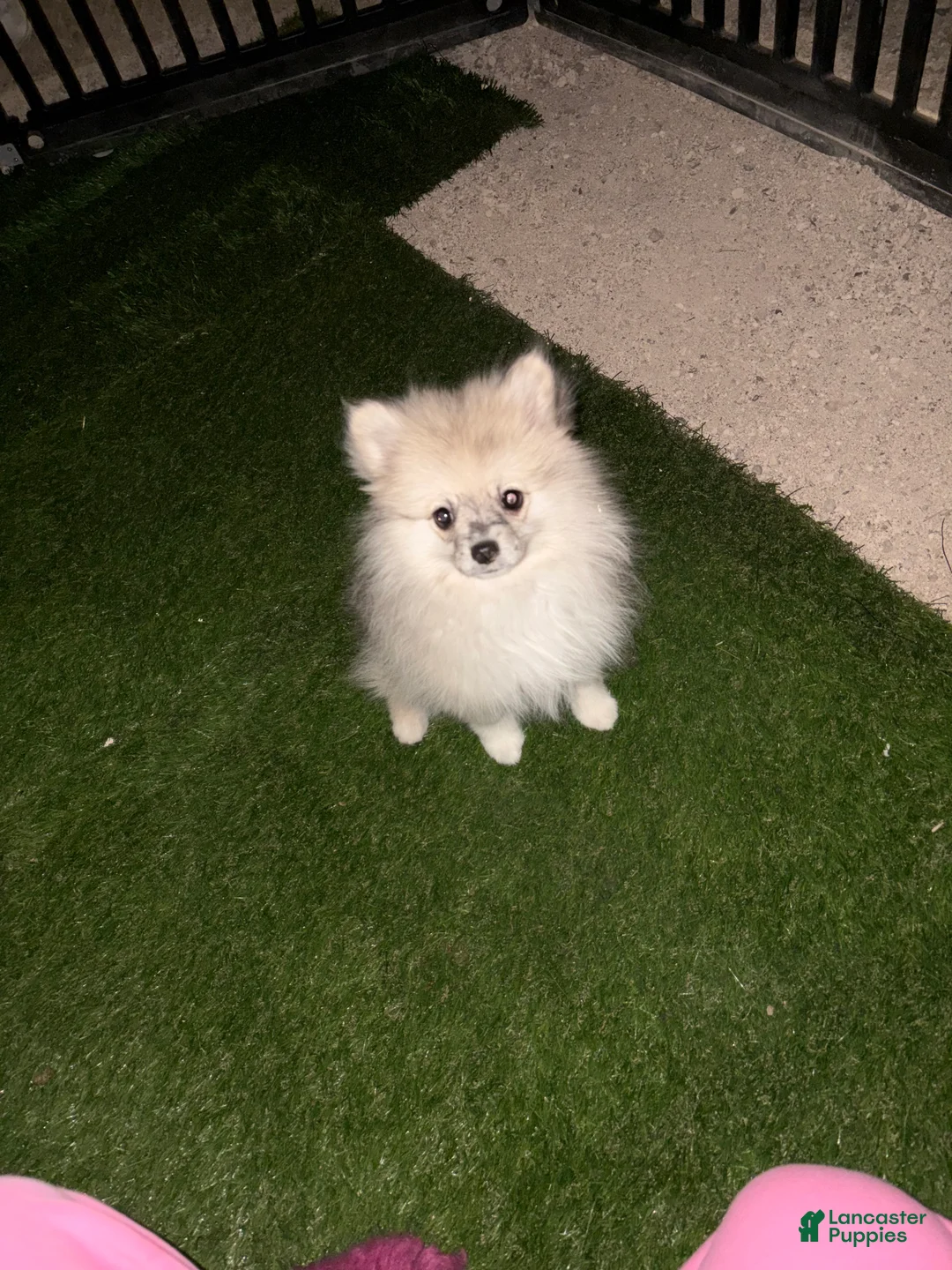 Pomeranian dogs for sale: Pomeranian Puppy 1 - Ad 1
