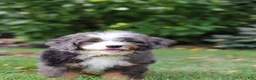 Mini Bernedoodle dogs for sale: Whyatt - Ad 7